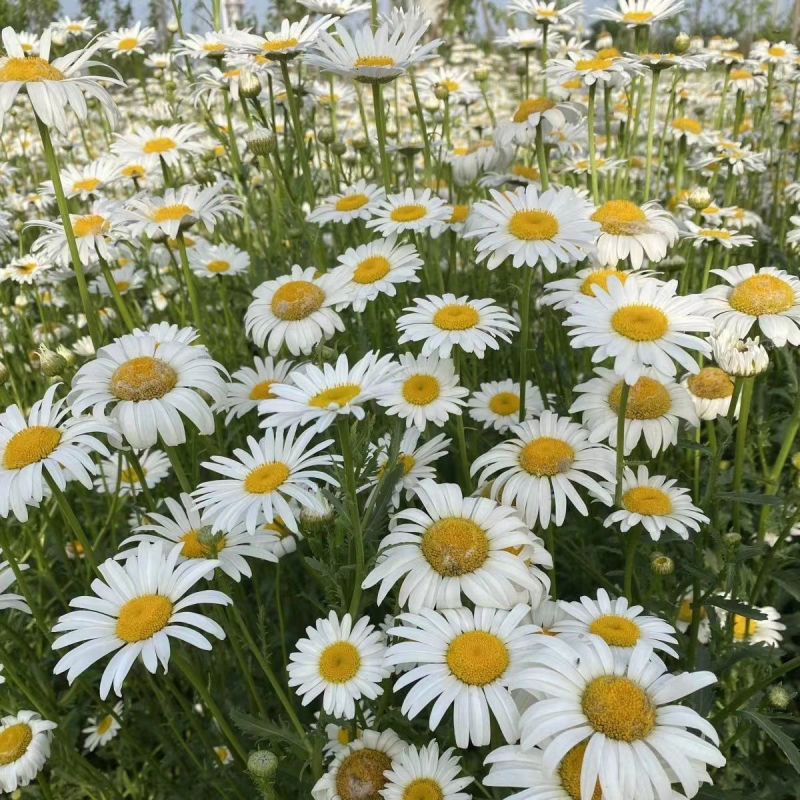大滨菊花种子西洋小滨菊多年生宿根花卉春秋播种易活花海盆栽