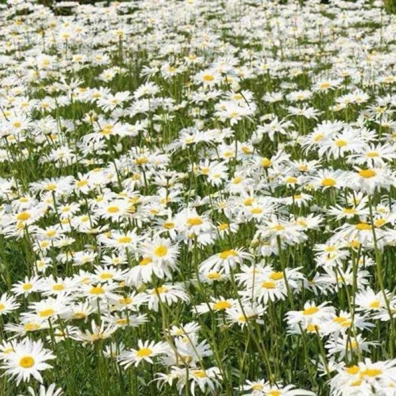 大滨菊花种子西洋小滨菊多年生宿根花卉春秋播种易活花海盆栽