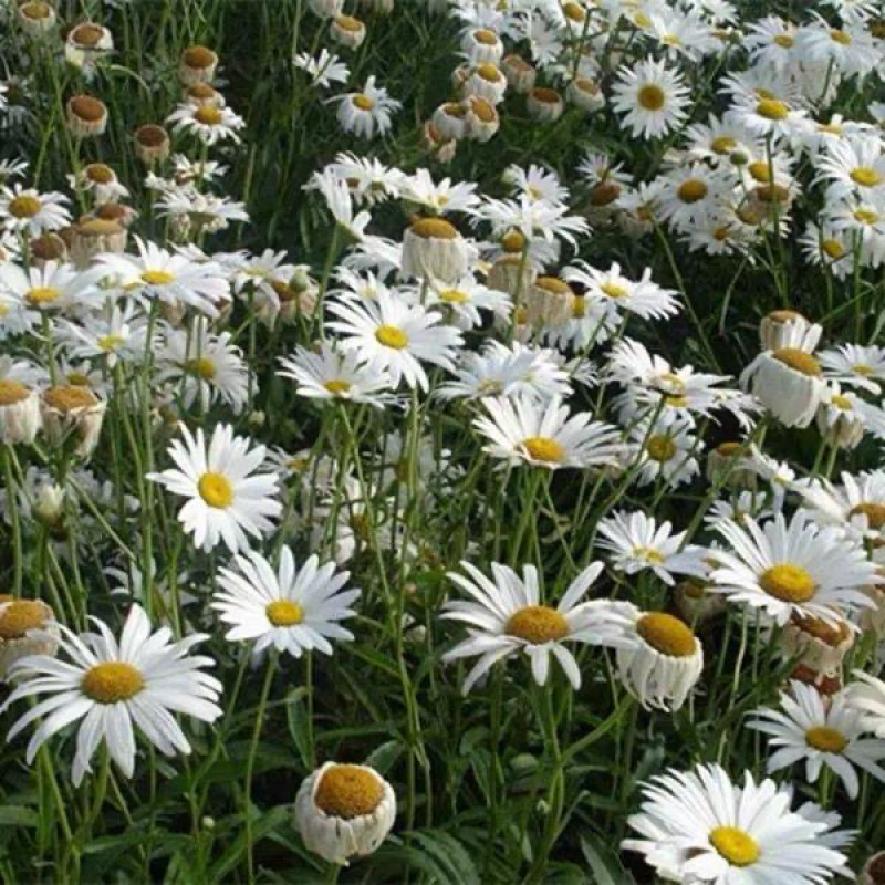 大滨菊花种子西洋小滨菊多年生宿根花卉春秋播种易活花海盆栽