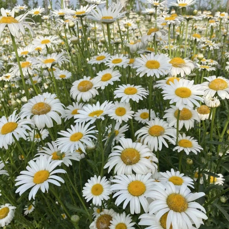 大滨菊花种子西洋小滨菊多年生宿根花卉春秋播种易活花海盆栽
