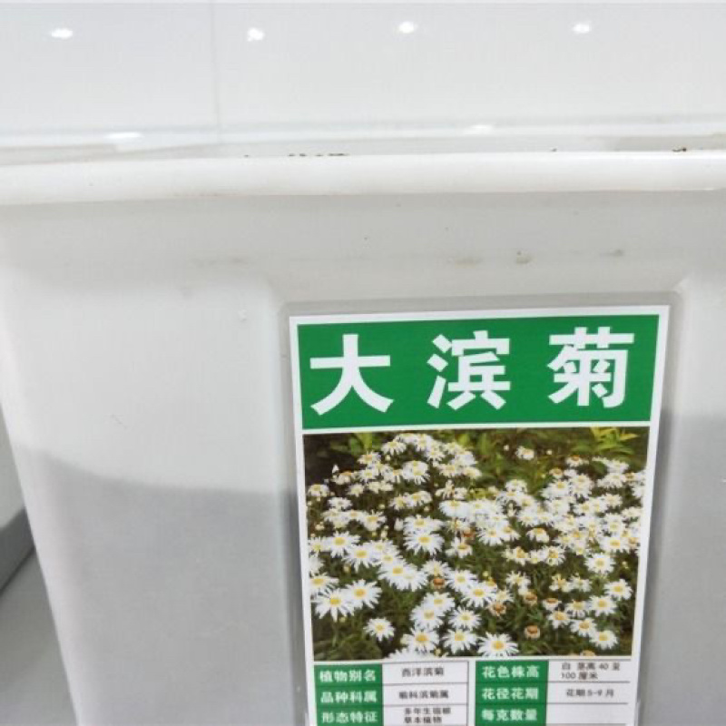 大滨菊花种子西洋小滨菊多年生宿根花卉春秋播种易活花海盆栽