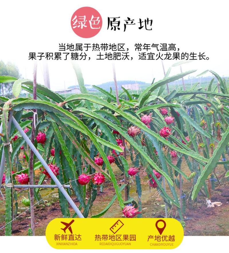 广西金都红心火龙果当季新鲜水果现摘发货整箱一件代发