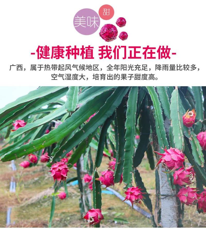 广西金都红心火龙果当季新鲜水果现摘发货整箱一件代发