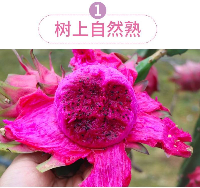 广西金都红心火龙果当季新鲜水果现摘发货整箱一件代发