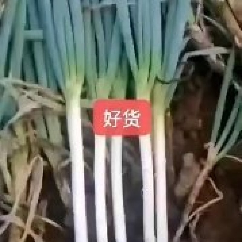 河北精品铁杆葱长白葱，产地发货，质量保证，欢迎进店联系