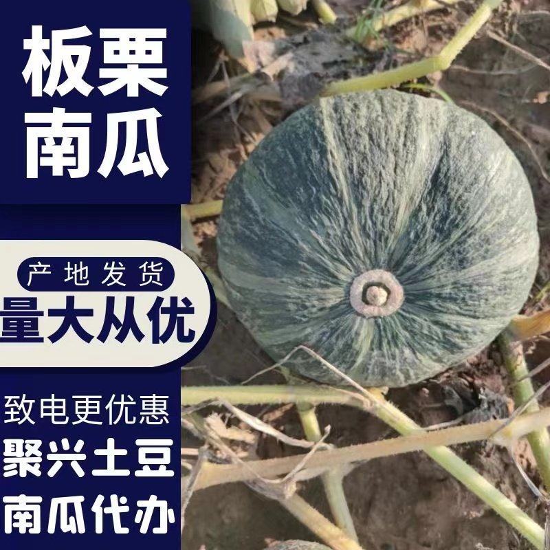 精品板栗南瓜粉糯香甜质量保证售后保证欢迎来电