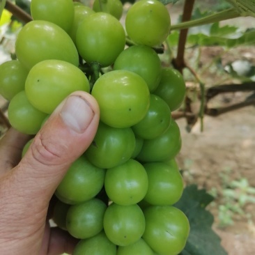 阳光玫瑰