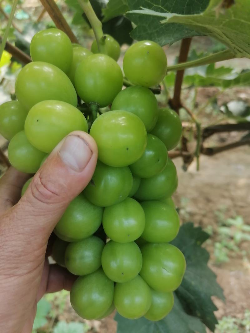 阳光玫瑰