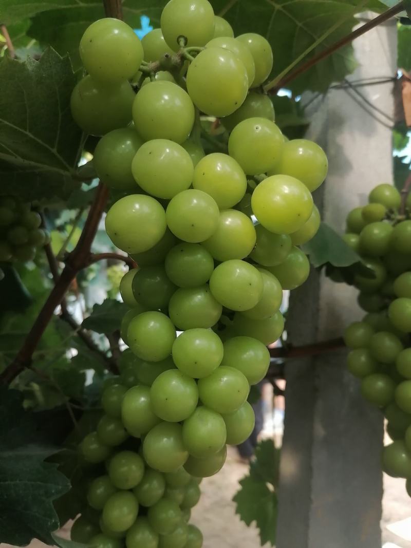 阳光玫瑰