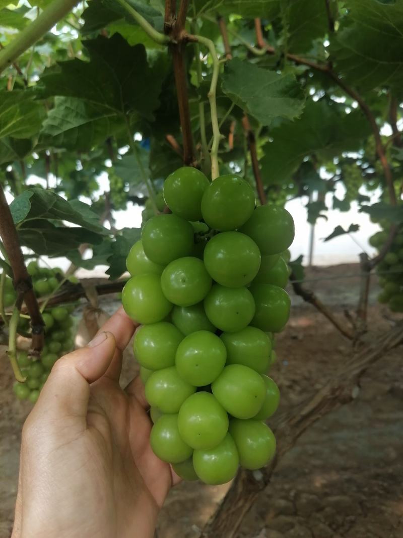 阳光玫瑰