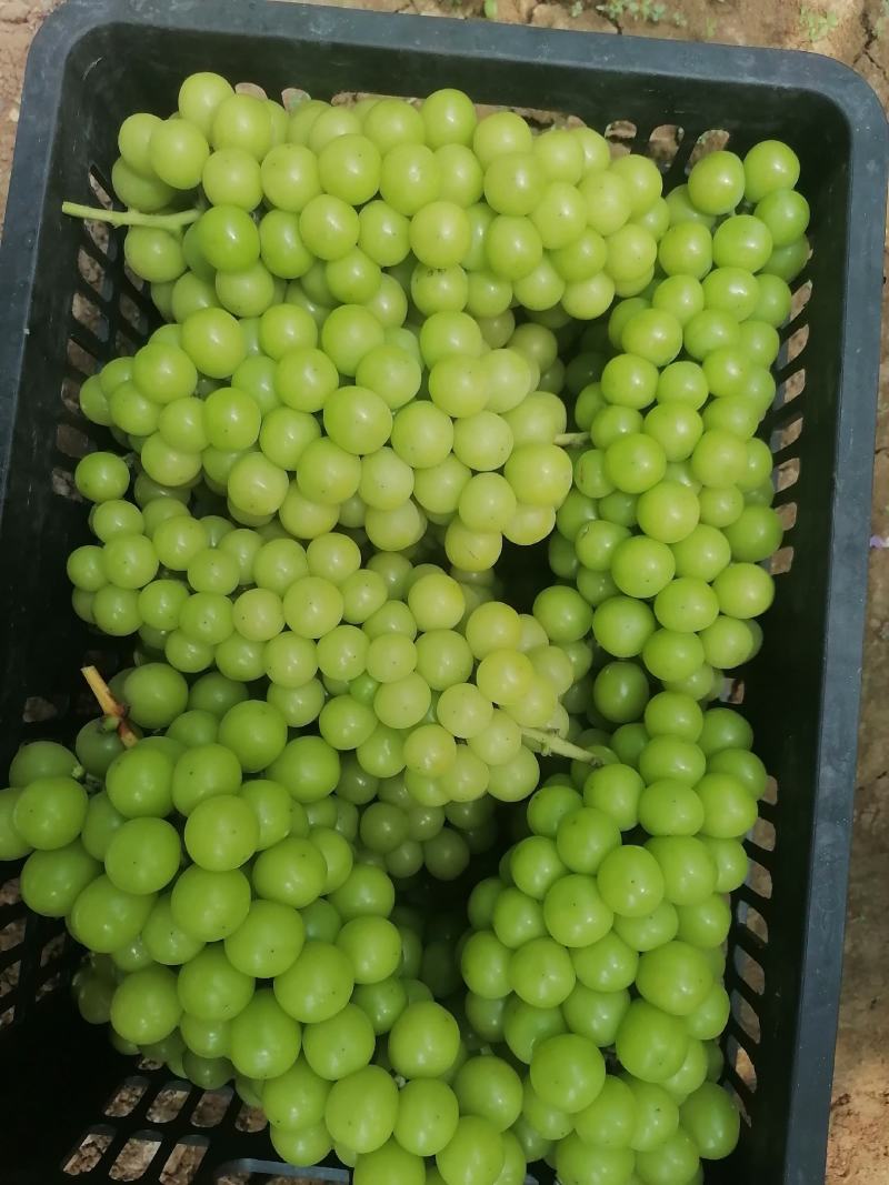 阳光玫瑰