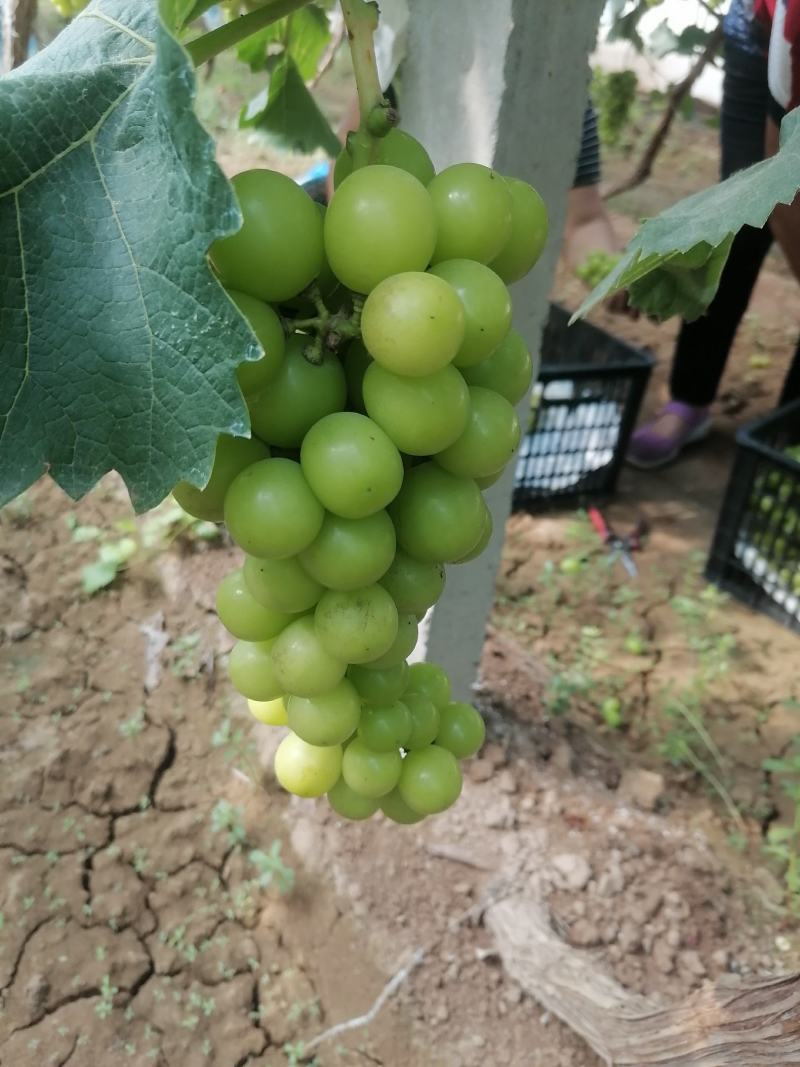 阳光玫瑰