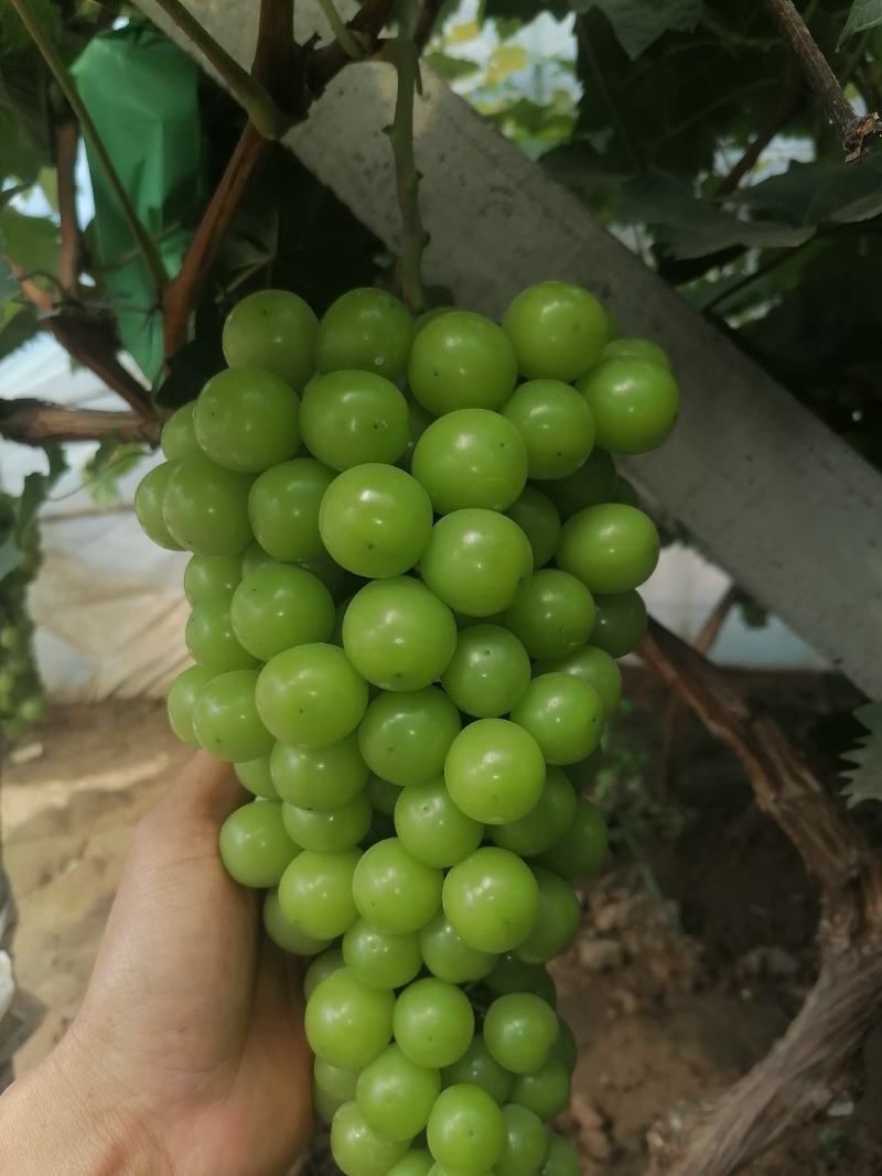 阳光玫瑰