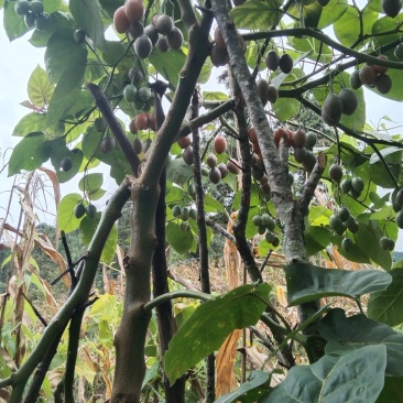 树酸汤果