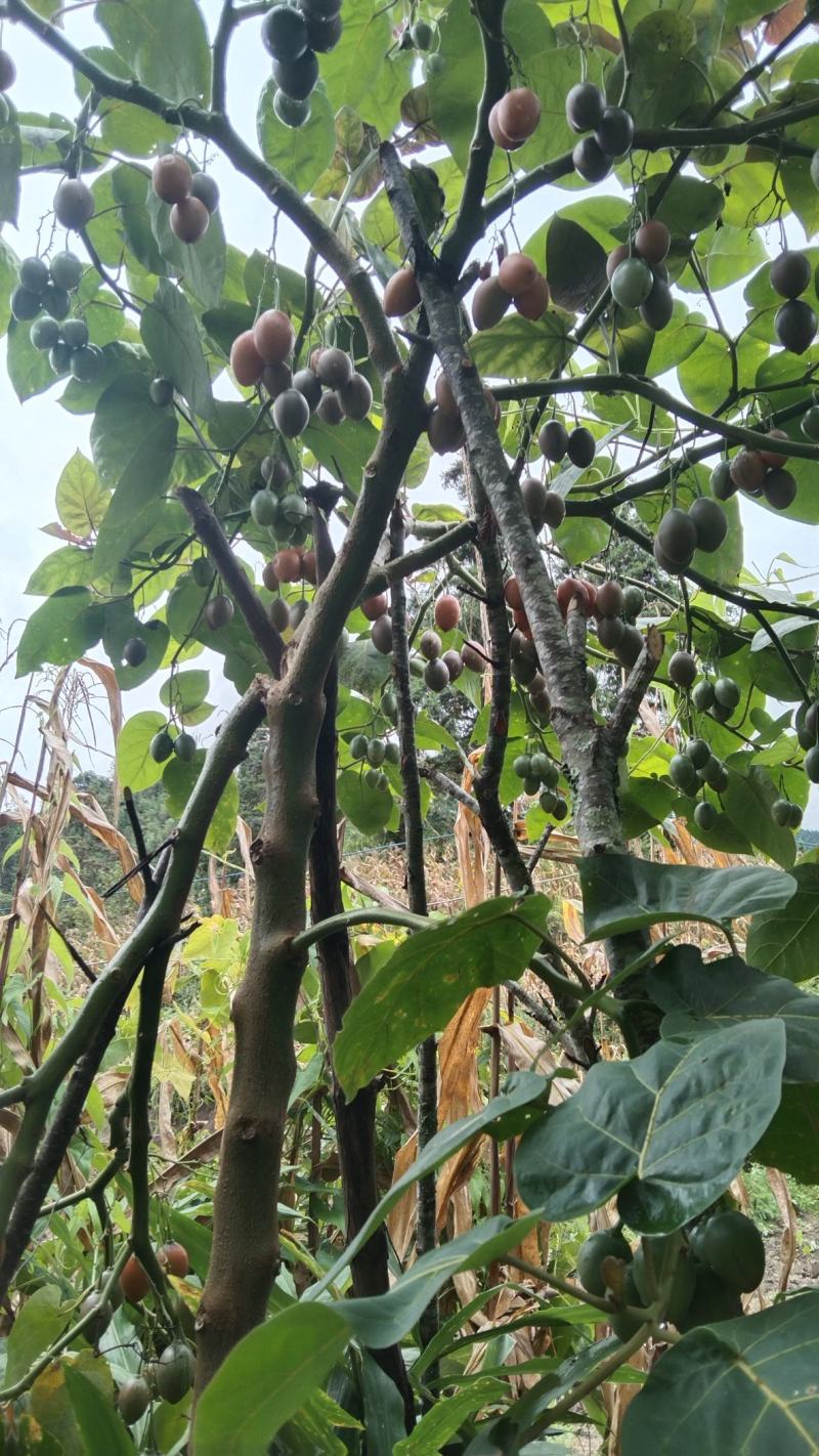树酸汤果