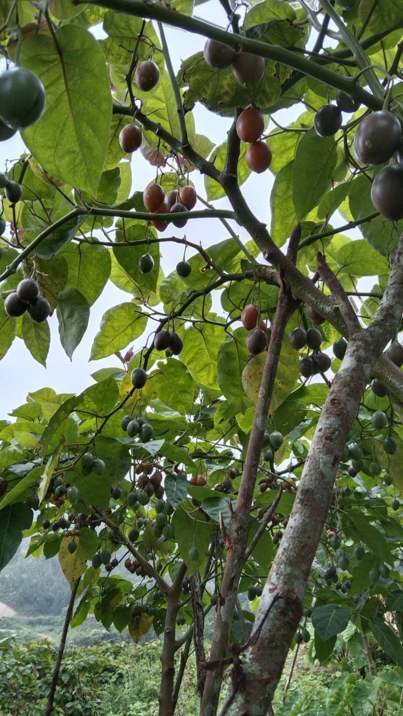 树酸汤果