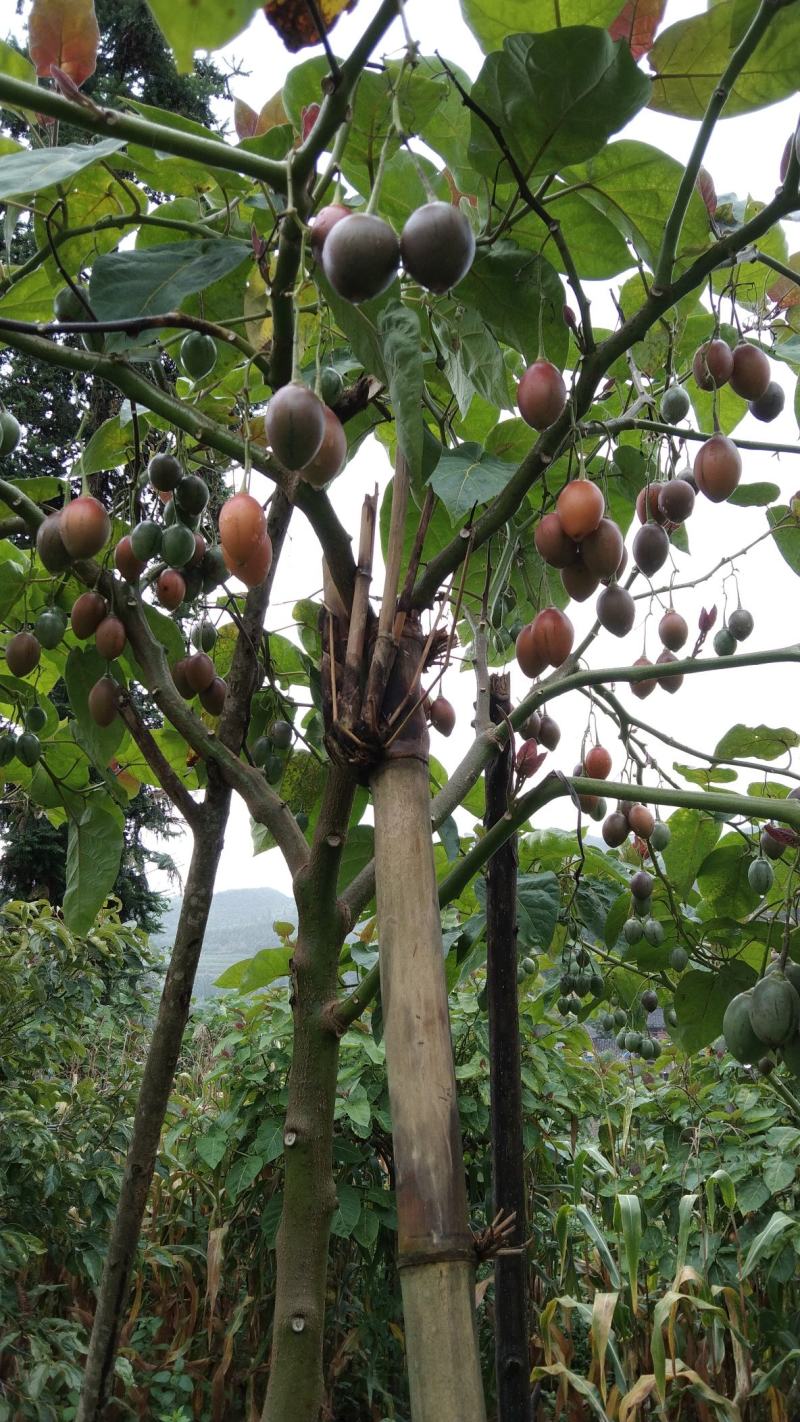 树酸汤果