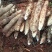 云南文山红甸红土特香特甜特糯白玉石屏山药