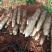 云南文山红甸红土特香特甜特糯白玉石屏山药