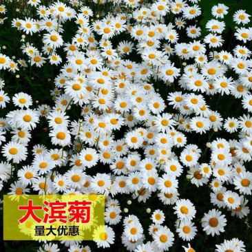 大滨菊种子洋甘菊花种子四季易种活花籽阳台庭院室外花卉花种