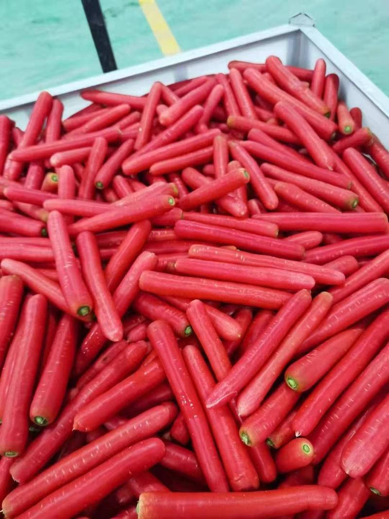 陕西大荔秤杆水果红萝卜常年供应各种规格产品，可定制可选装