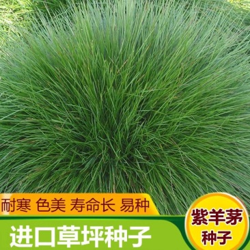 紫羊茅草种四季青草坪种子不修剪草籽草皮庭院矮绿化耐寒护坡
