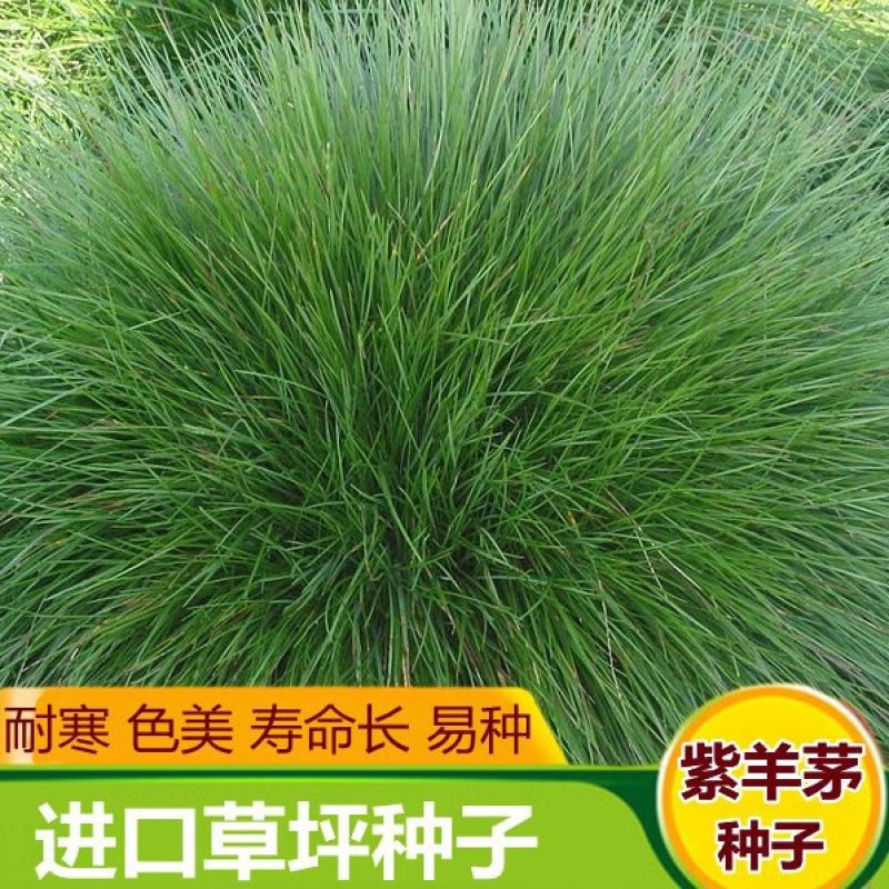 紫羊茅草种四季青草坪种子不修剪草籽草皮庭院矮绿化耐寒护坡