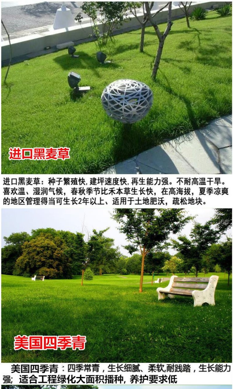 紫羊茅草种四季青草坪种子不修剪草籽草皮庭院矮绿化耐寒护坡