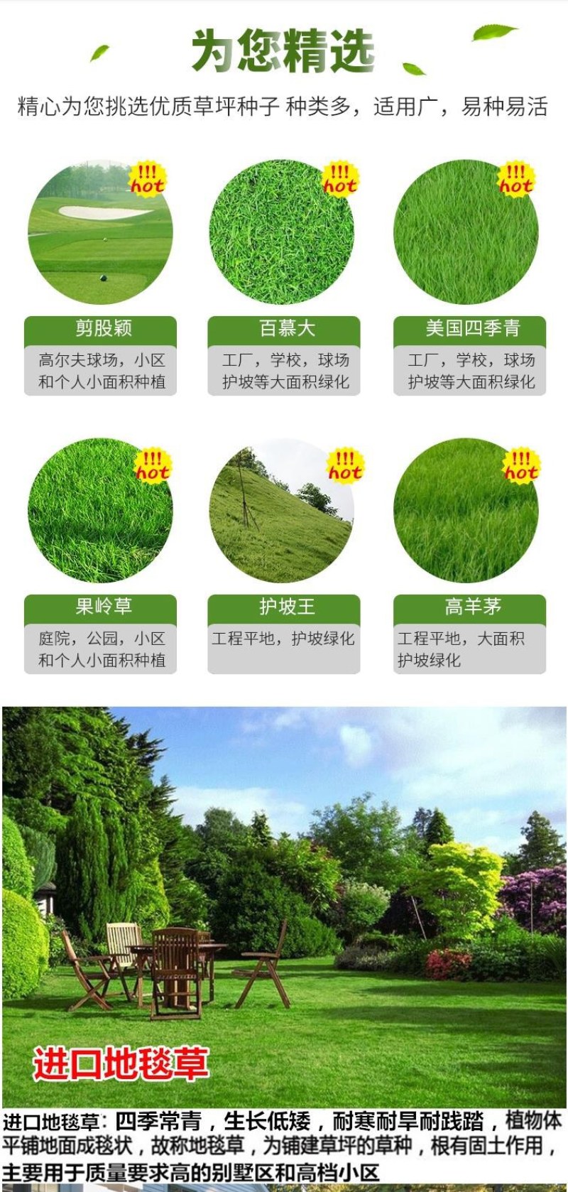 紫羊茅草种四季青草坪种子不修剪草籽草皮庭院矮绿化耐寒护坡