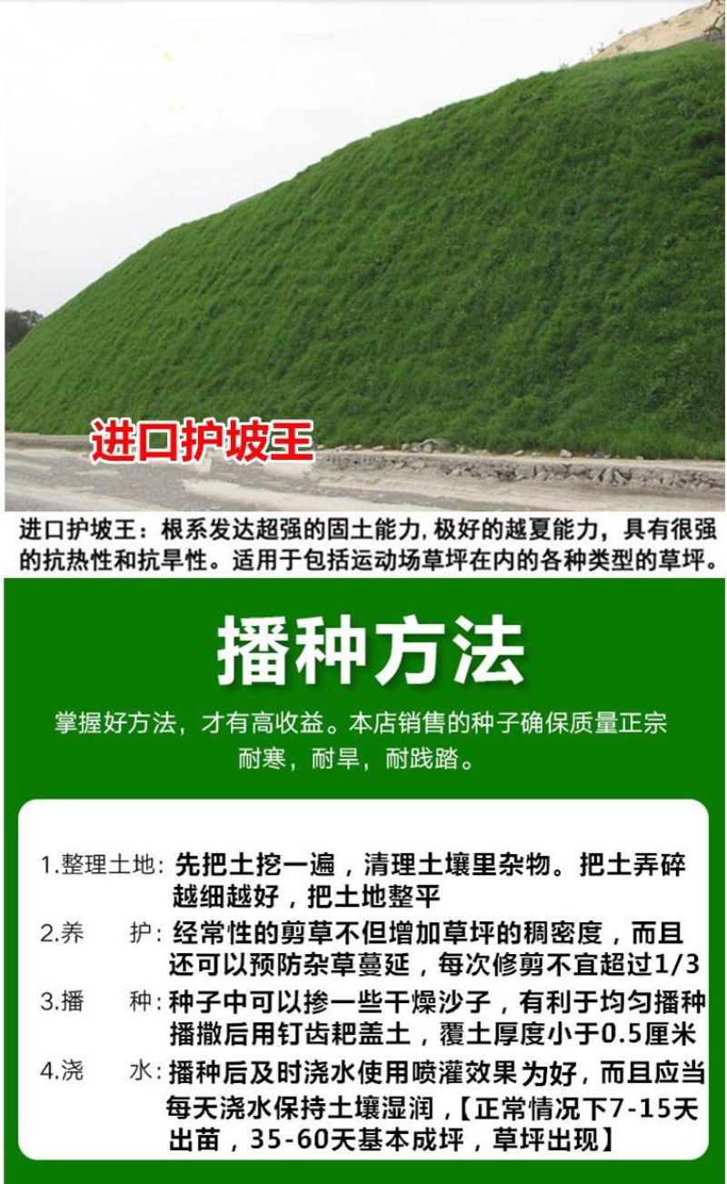 紫羊茅草种四季青草坪种子不修剪草籽草皮庭院矮绿化耐寒护坡