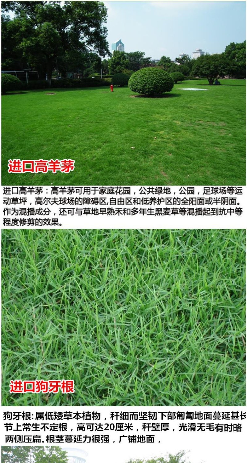 紫羊茅草种四季青草坪种子不修剪草籽草皮庭院矮绿化耐寒护坡