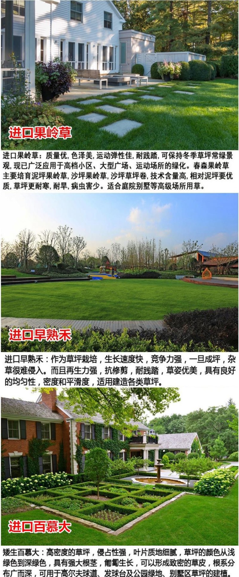 紫羊茅草种四季青草坪种子不修剪草籽草皮庭院矮绿化耐寒护坡