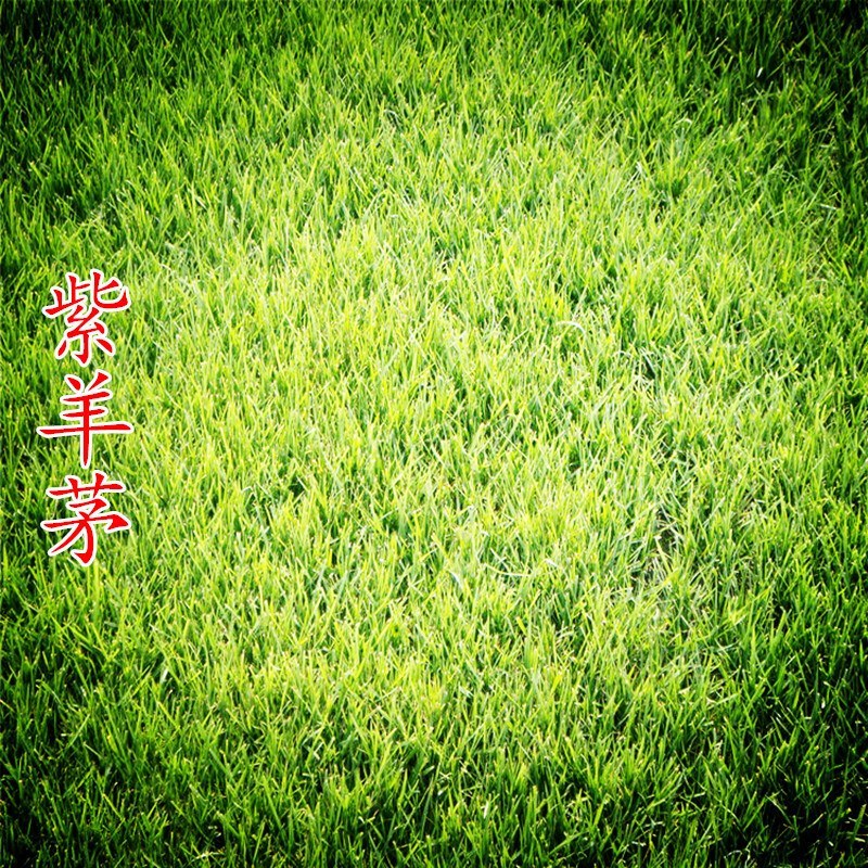 紫羊茅草种四季青草坪种子不修剪草籽草皮庭院矮绿化耐寒护坡