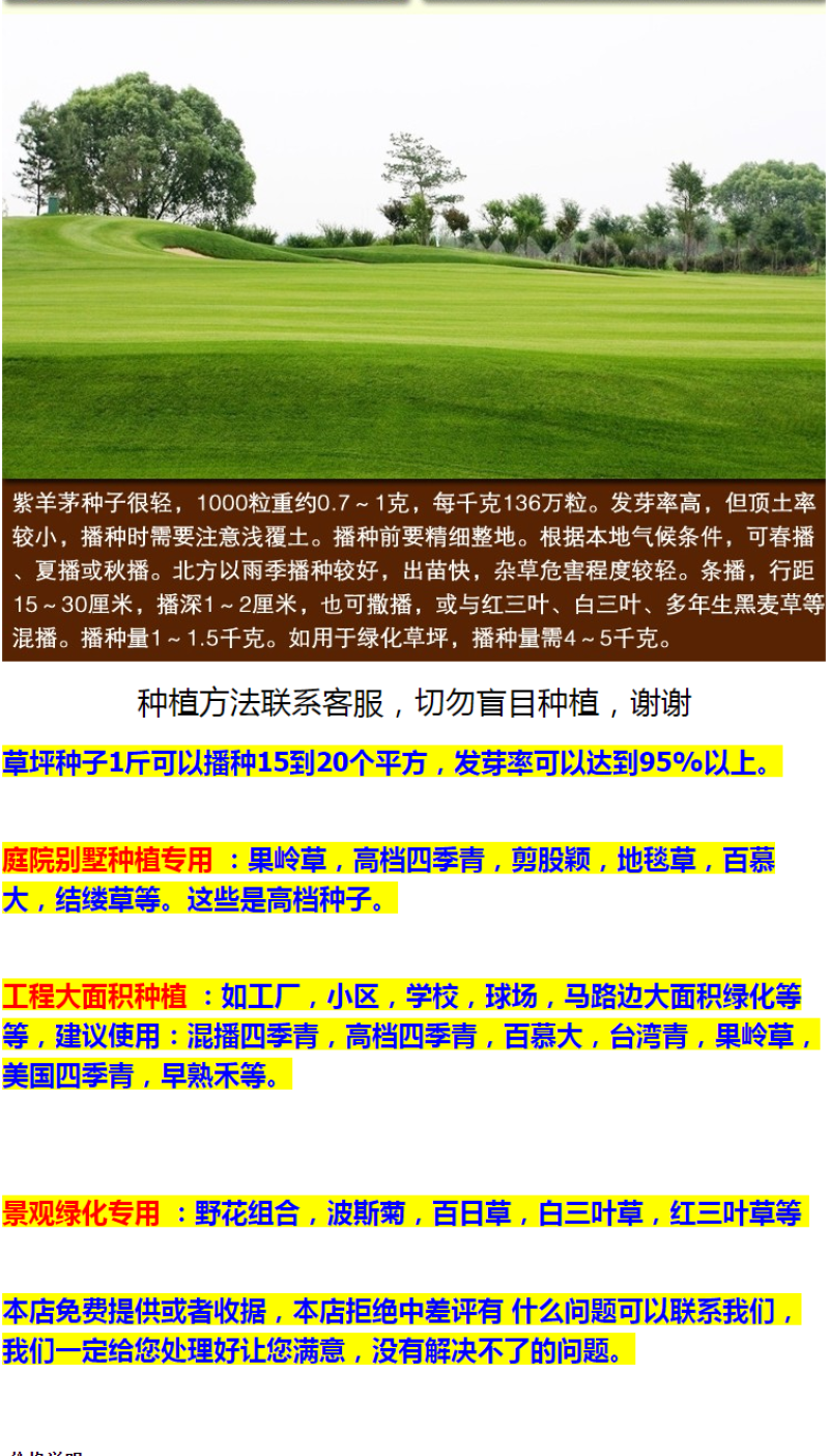 紫羊茅草种四季青草坪种子不修剪草籽草皮庭院矮绿化耐寒护坡
