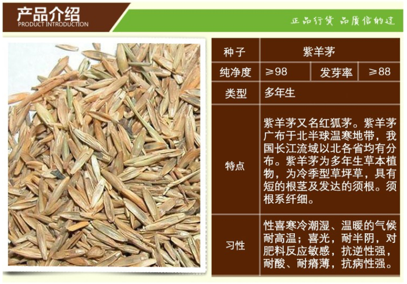紫羊茅草种四季青草坪种子不修剪草籽草皮庭院矮绿化耐寒护坡