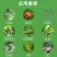 蓝锐阿维菌素1.8%稻纵卷叶螟菜青虫红蜘蛛棉铃虫锈壁虱