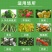 蓝锐阿维菌素1.8%稻纵卷叶螟菜青虫红蜘蛛棉铃虫锈壁虱