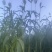 东北甜杆甜高粱甜芦粟大量批发对接平台一件代发