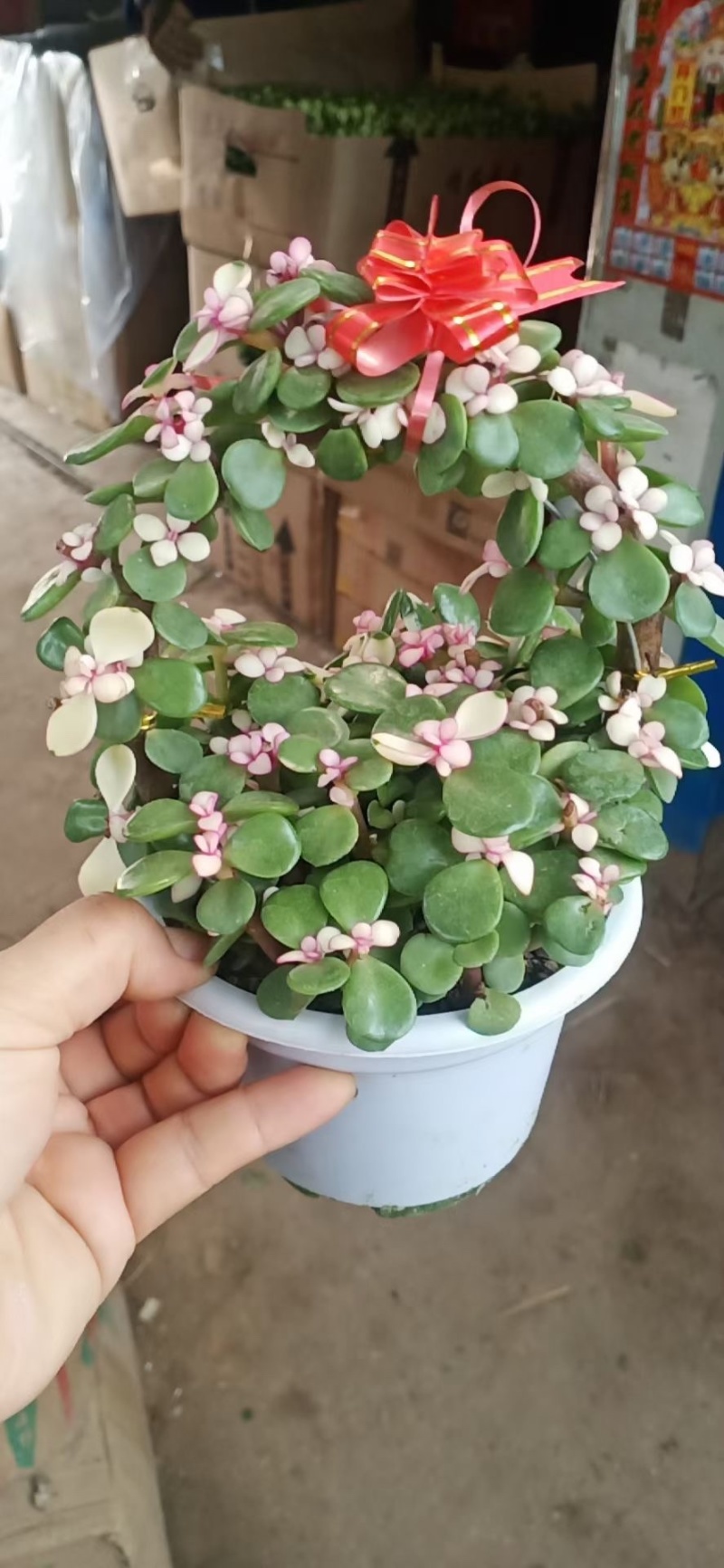 多肉植物雅乐之舞金枝玉叶老桩肉肉盆栽办公室绿植花卉