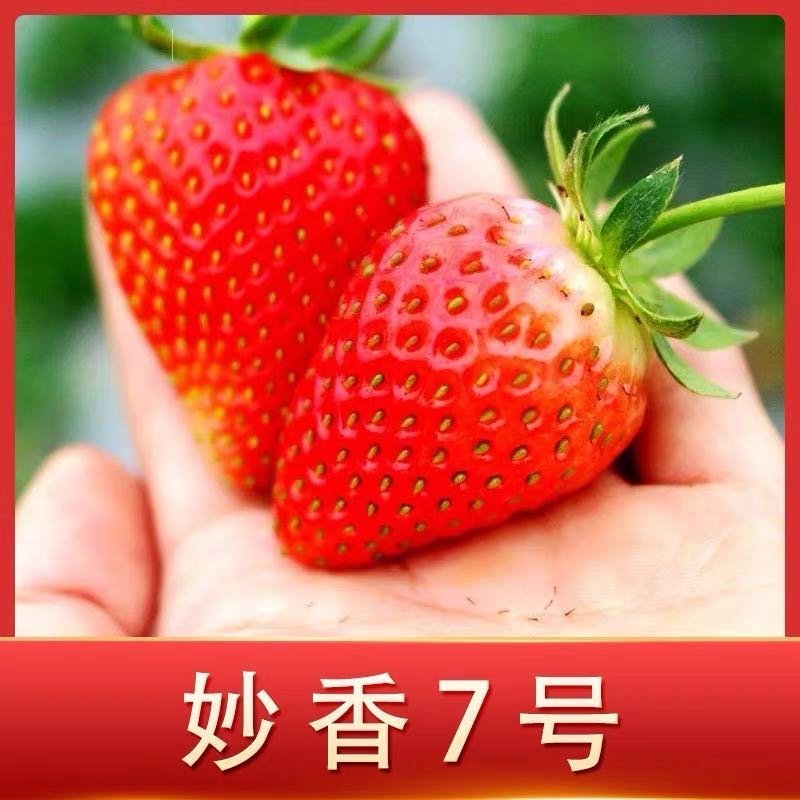 妙香七号草莓苗：品种保证假一赔十，顺丰航空发货，包邮，包
