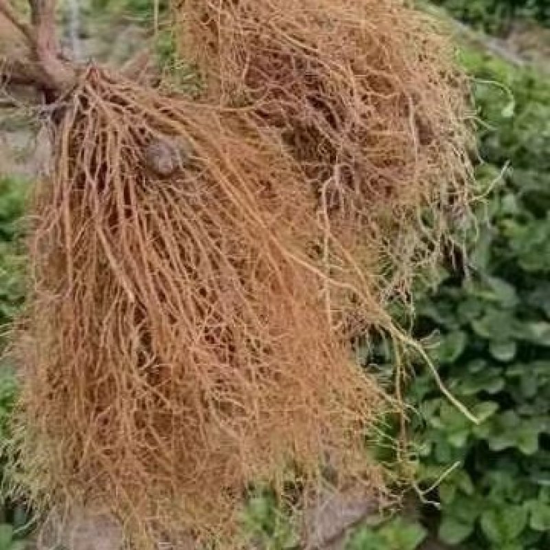 妙香七号草莓苗：品种保证假一赔十，顺丰航空发货，包邮，包