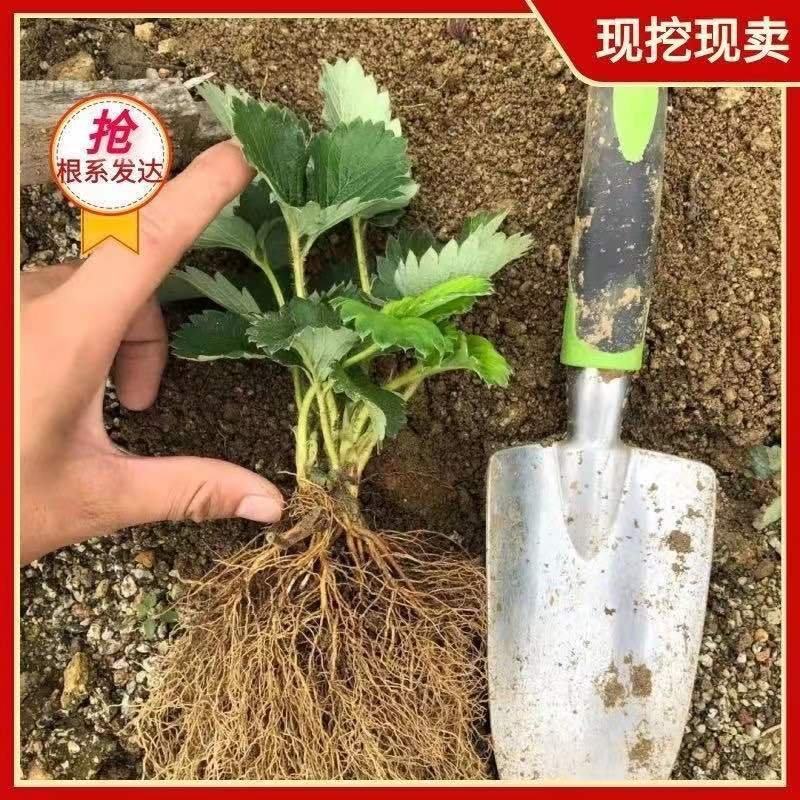 妙香七号草莓苗：品种保证假一赔十，顺丰航空发货，包邮，包