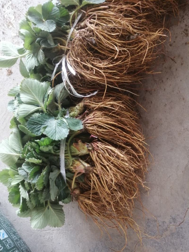 天仙醉草莓苗：品种保证，假一赔十，顺丰航空发货，包邮包活