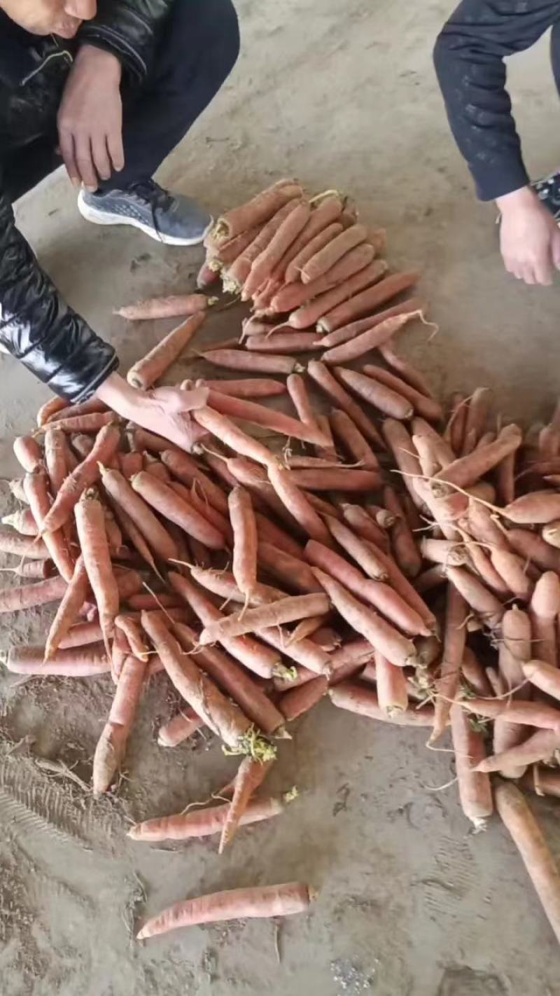 【热卖】沙土地，称杆红萝卜，三红各种包装，水洗货，泥货都有