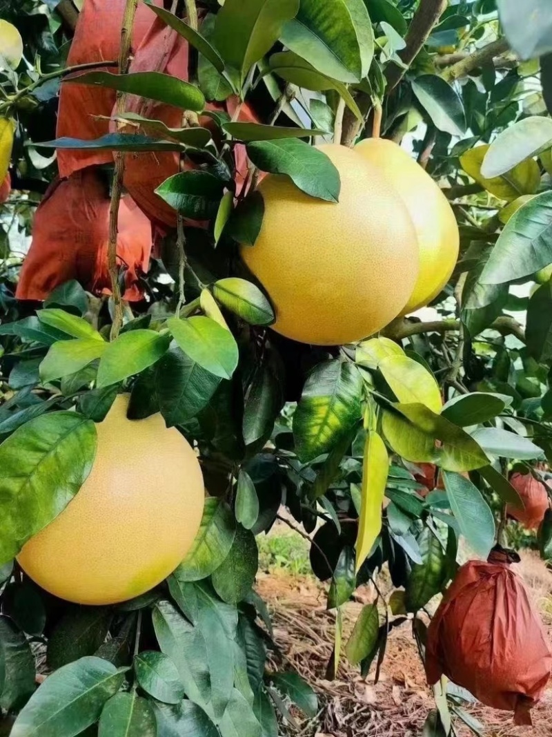 大埔三红蜜柚