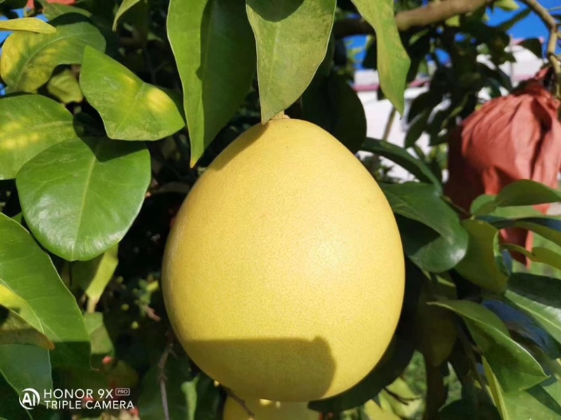 大埔三红蜜柚