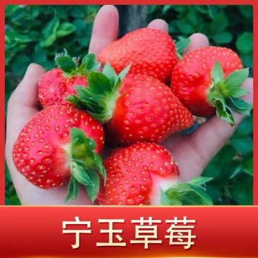 宁玉草莓苗，品种保证假一赔十，顺丰航空发货包邮包活