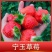 宁玉草莓苗，品种保证假一赔十，顺丰航空发货包邮包活