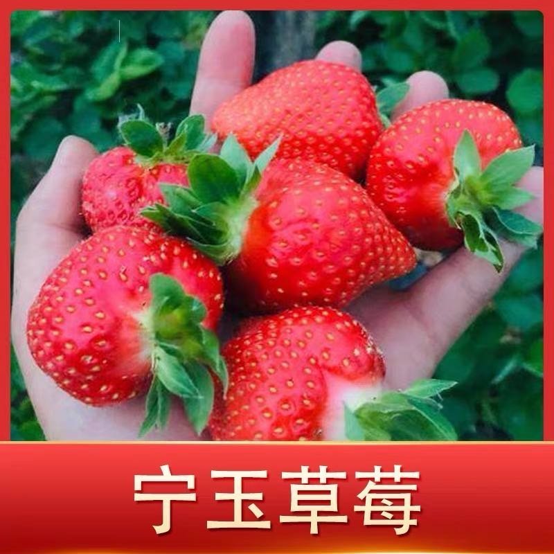 宁玉草莓苗，品种保证假一赔十，顺丰航空发货包邮包活