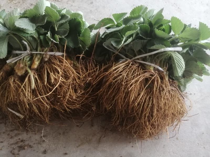 宁玉草莓苗，品种保证假一赔十，顺丰航空发货包邮包活